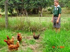 Student watching chickens.