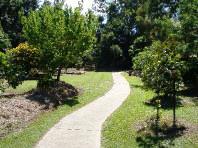 Path between trees