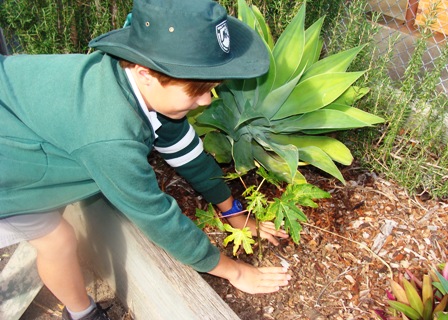Student planting plant